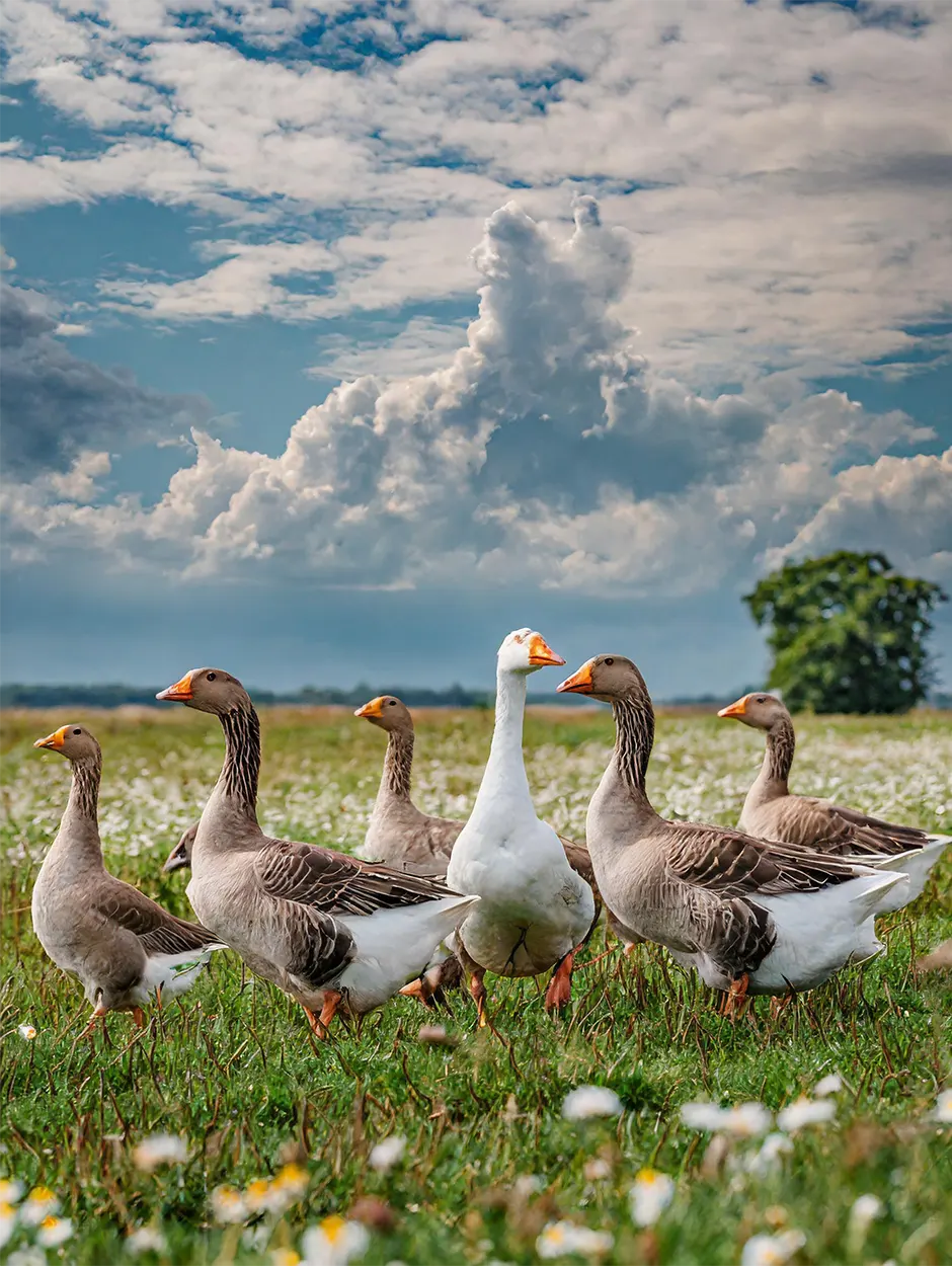 Artgerechte Gänsehaltung