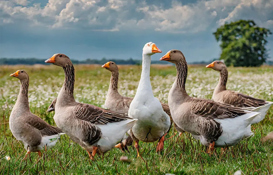 Artgerechte Gänsehaltung